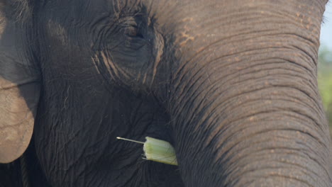 sumatran elephant flaps ear while eating bamboo branches, slow motion close up