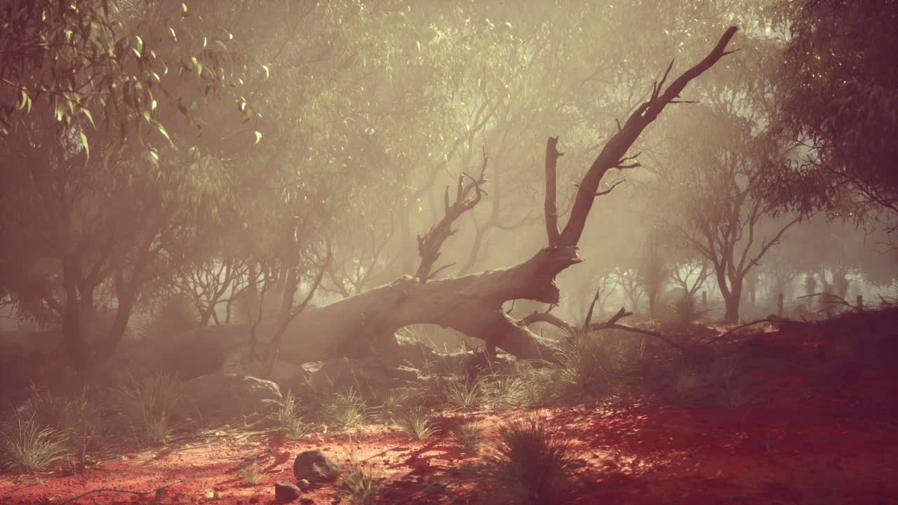 bosque de niebla con árbol caído