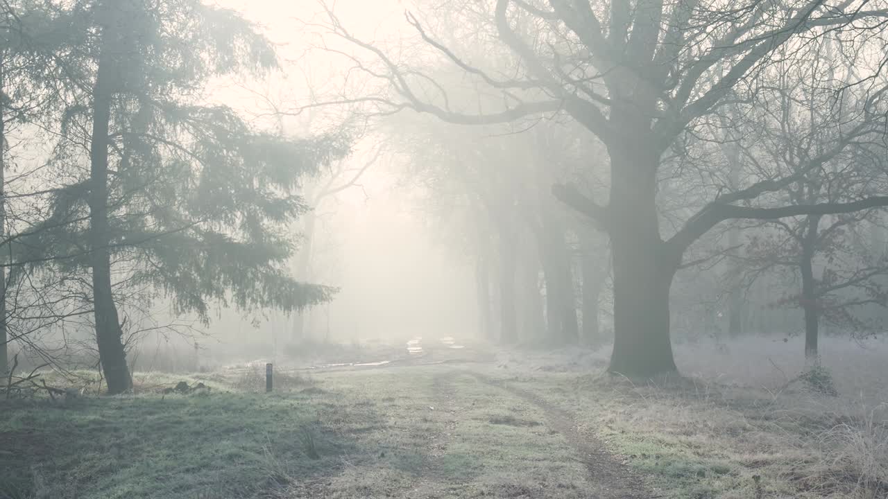 Misty Forest Path in Winter