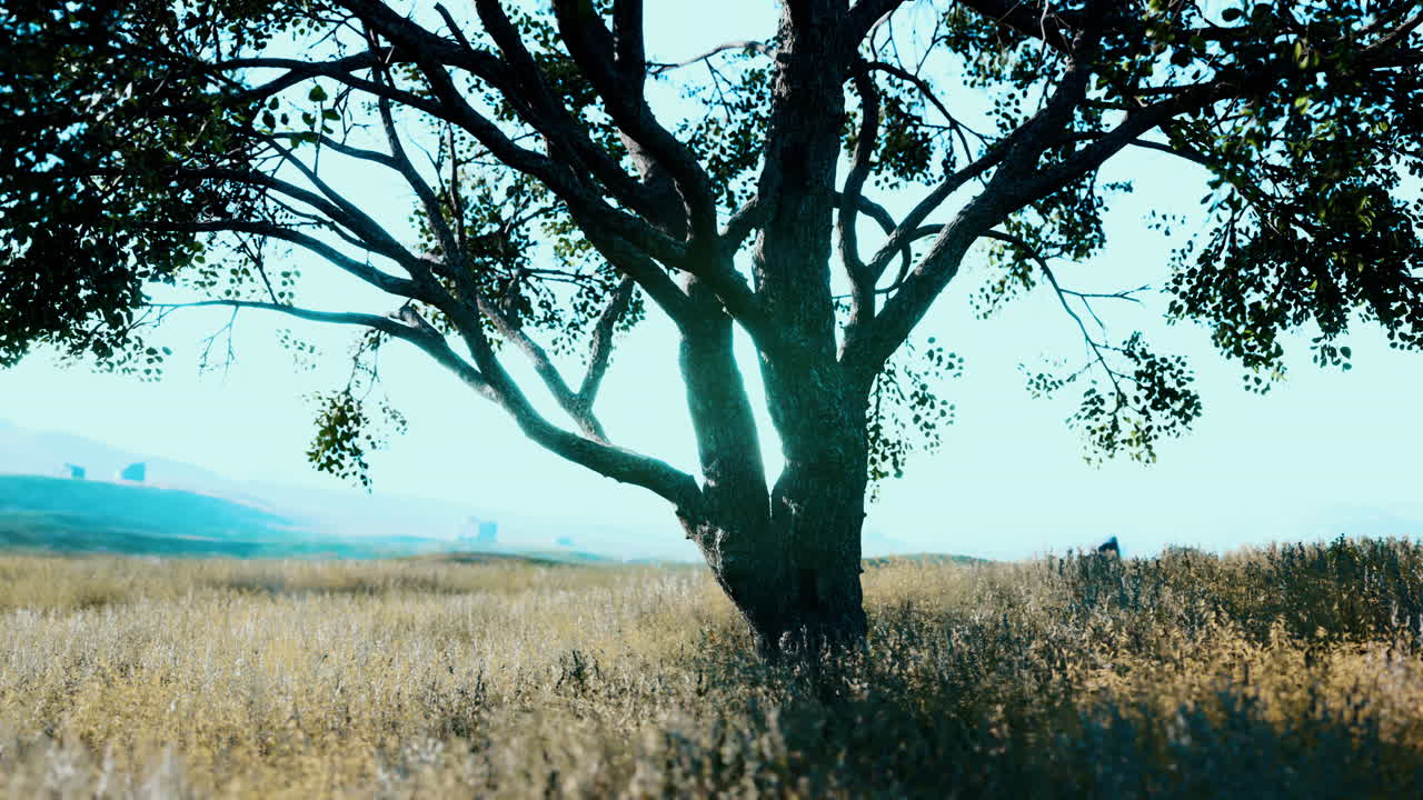 상징적인 오크 나무는 금색 언덕에 긴 그림자를 던집니다.