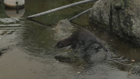 wild mink shakes off water and jumps to rock slow motion