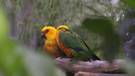 Un-Par-De-Loros-Cariñosos-Del-Sol-Concure