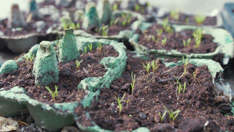 Carrot-seeds-sprouting-from-egg-cartons