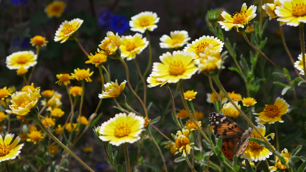Una Vanessa cardui che vola al rallentatore mentre si nutre di nettare e impollina fiori di campo gialli