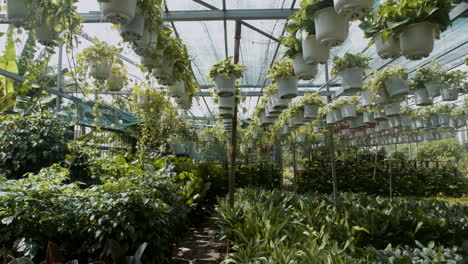 big greenhouse interior