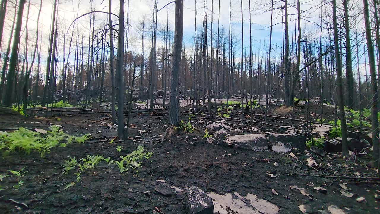 caminar constantemente a través del suelo húmedo quemado después de un incendio forestal