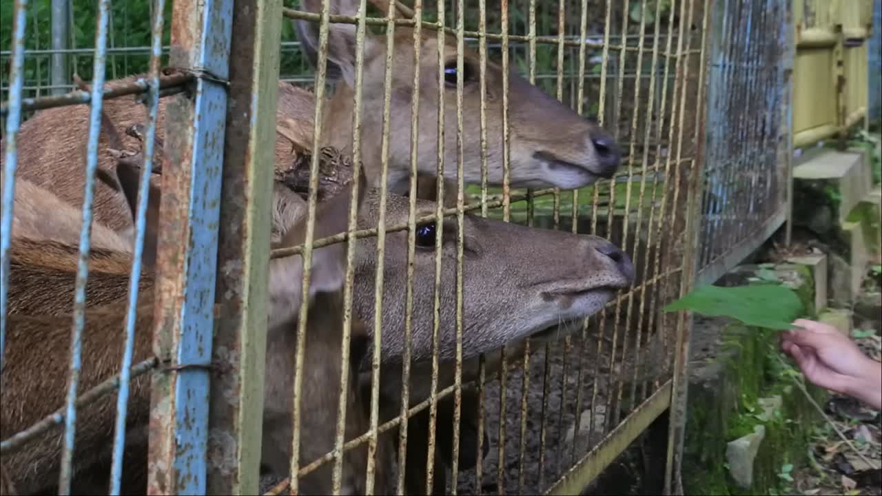 The deer's head peeked out of the iron cage when being fed
