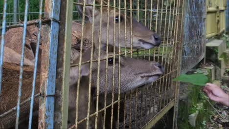 The deer&#039;s head peeked out of the iron cage when being fed