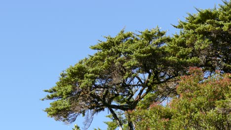 Birds-flying-among-high-green-trees-in-the-forest