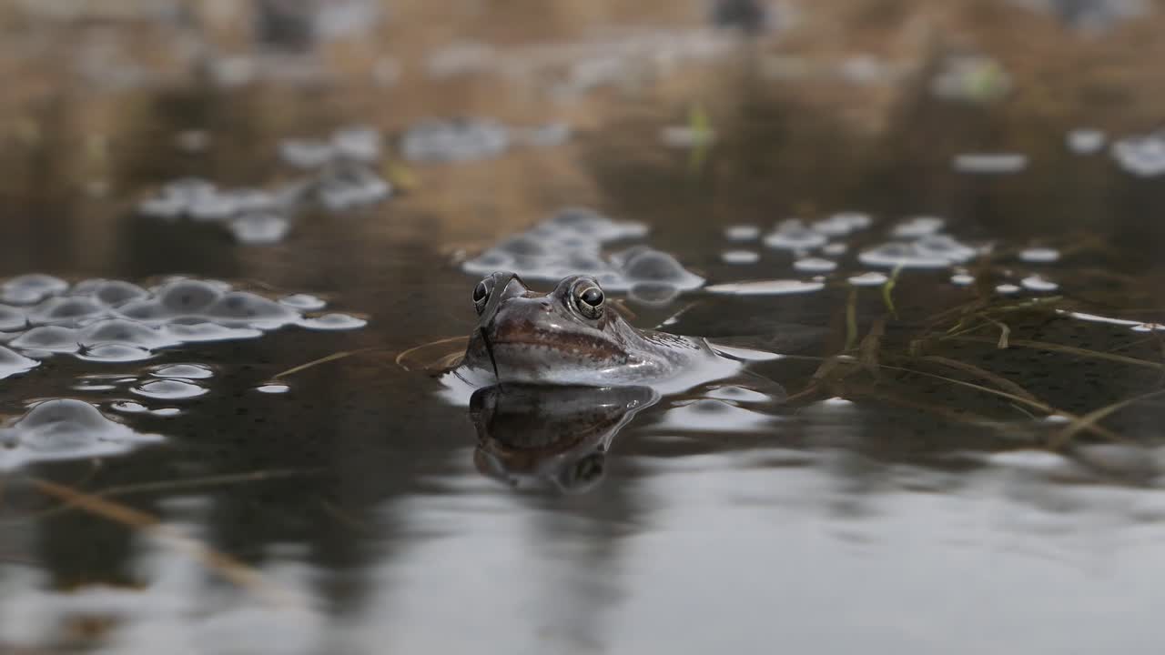 Vanlig frosk i vannet omgitt av froskeegg om våren, nærbilde