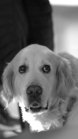 golden retriever portrait