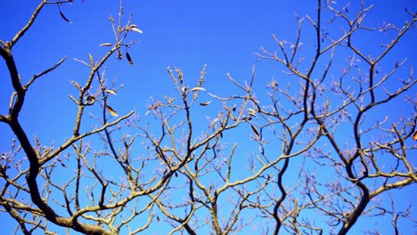 Noch-Schuss-Der-Zweige-Auf-Bergen-Mit-Klarem-Himmel