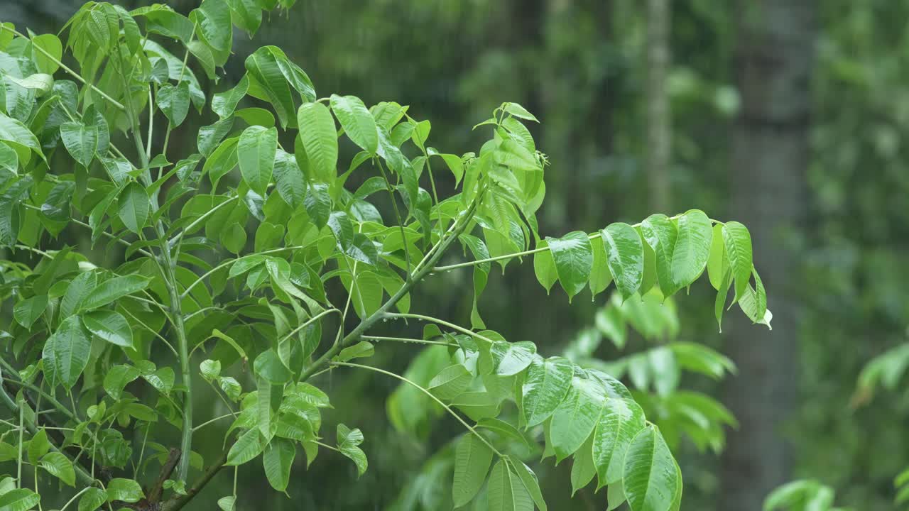 es lluvia en el bosque.
