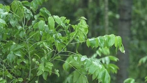 Es-Lluvia-En-El-Bosque