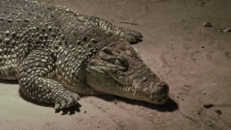 close up of a resting crocodile on sandy ground under warm lighting