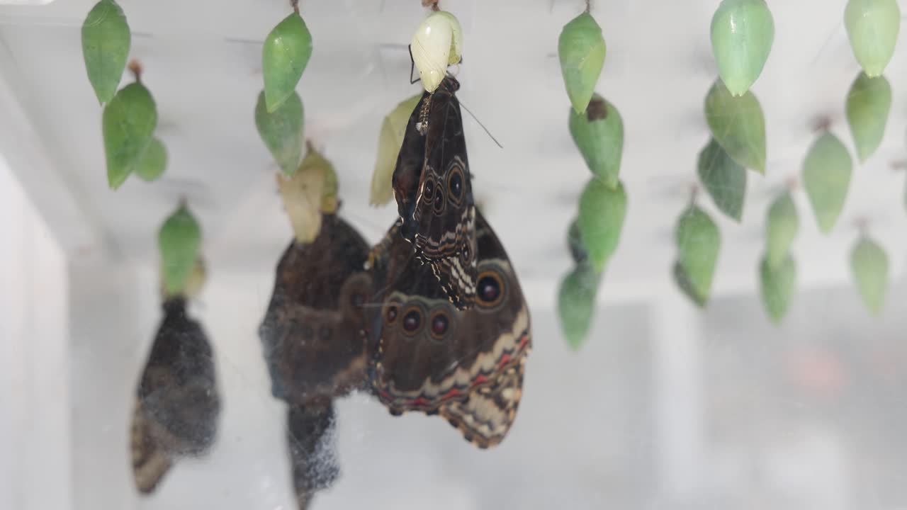Blue morpho butterflies, Morpho peleides, seen emerging from chrysalis after metamorphosis