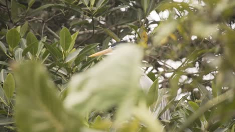 portrait d'un héron cocoi perché sur des branches d'arbres dans une forêt fluviale peu profonde