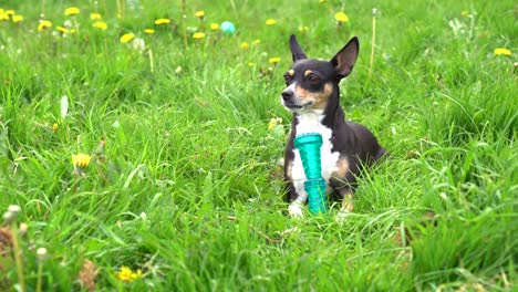 small cute spanish dog chewing toy and playing in bright green grass in garden