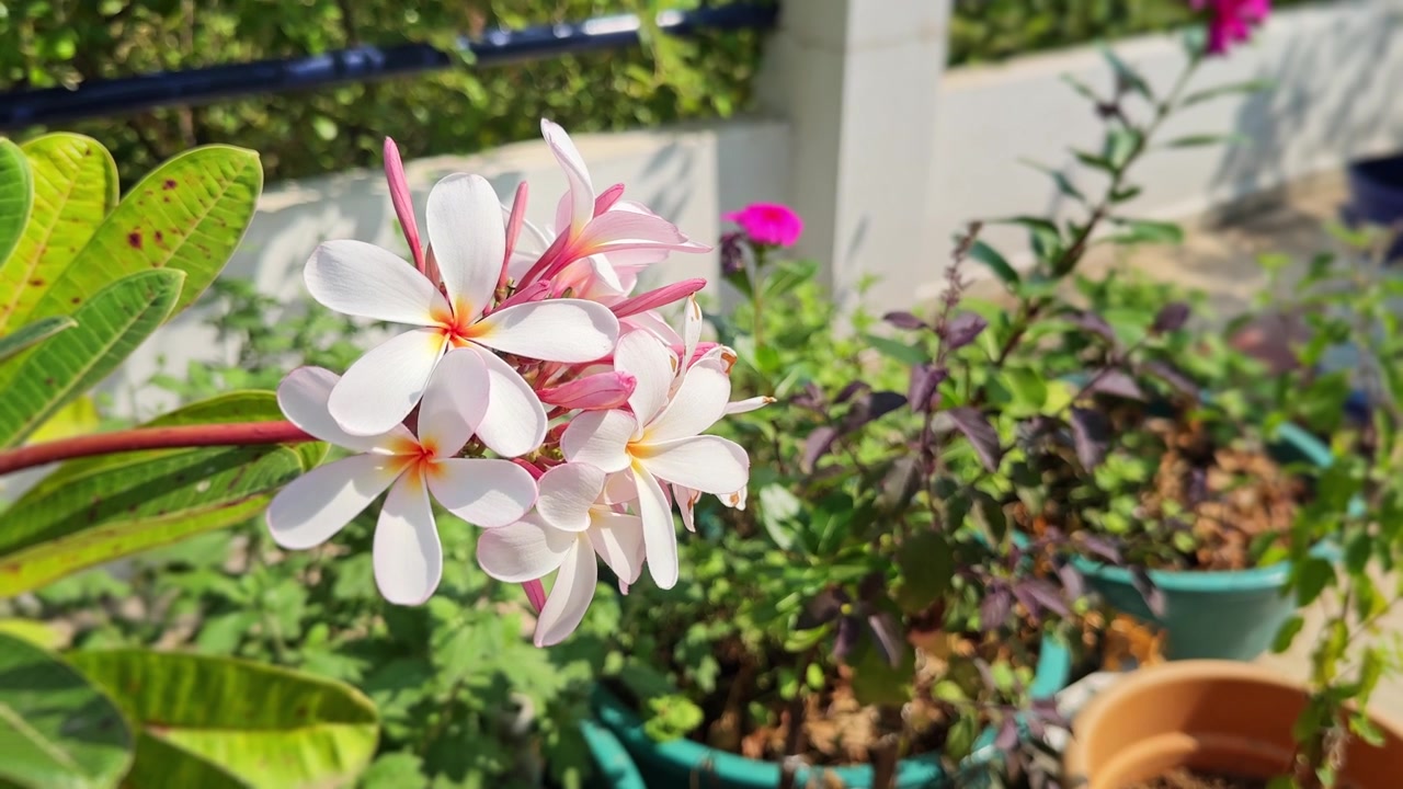 Carrellata in avanti su plumeria rosa o rossa