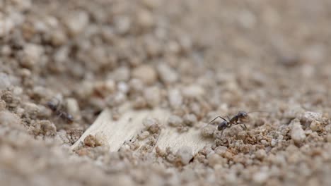 small colony of argentine ants aka linepithema humile around hole in dry desert ground, macro close up