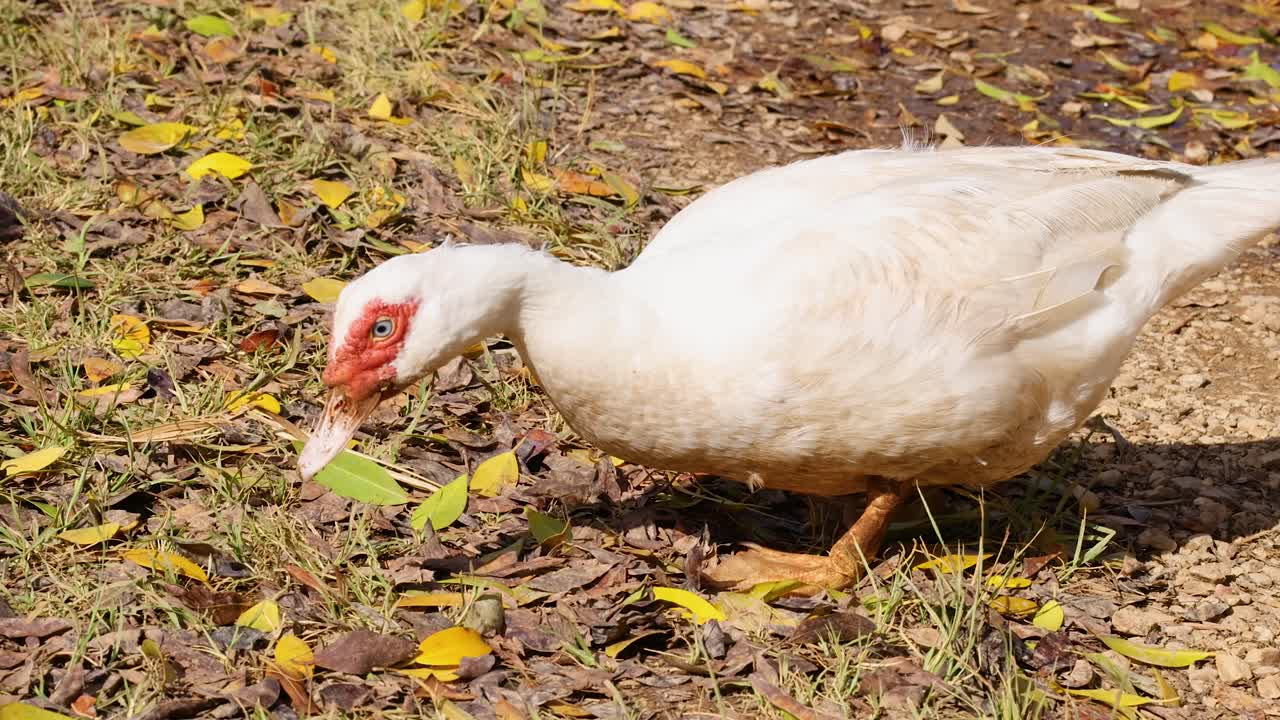 A Muscovy duck explores a leaf-covered ground under bright sunlight, showcasing natural behavior in a farm setting