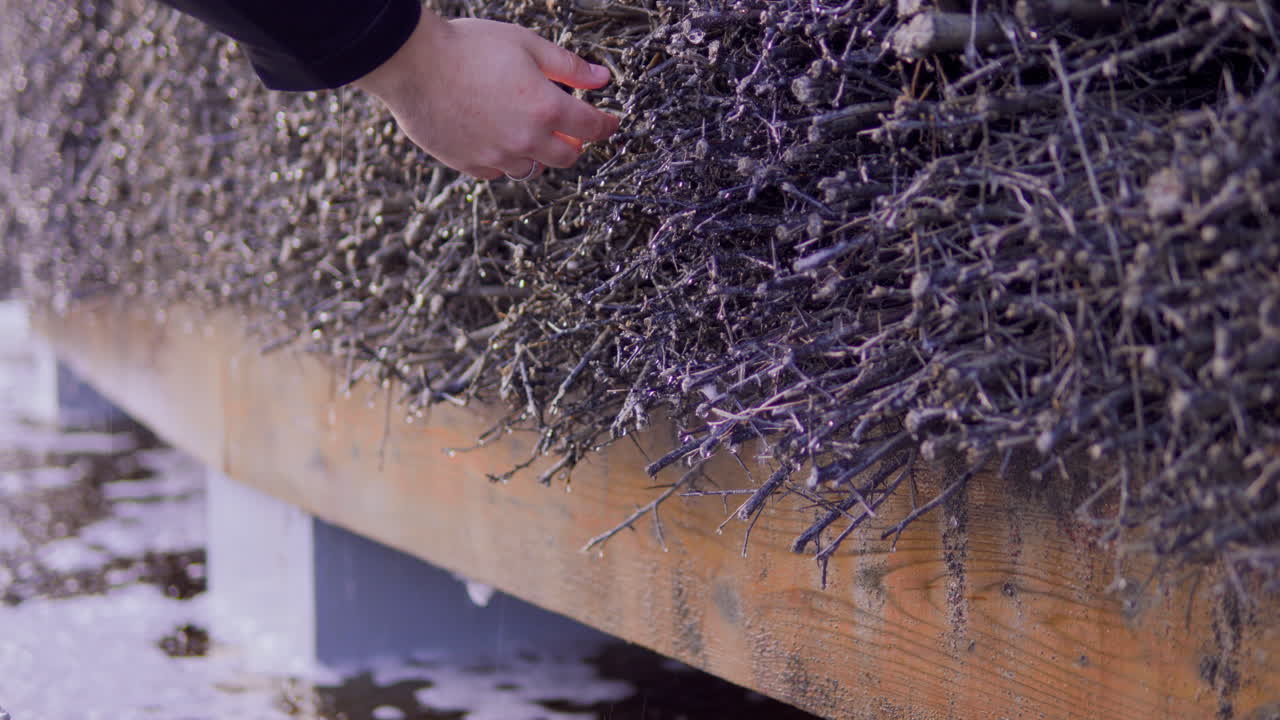 la mano caucásica se extiende para tocar el arbusto de la torre de graduación