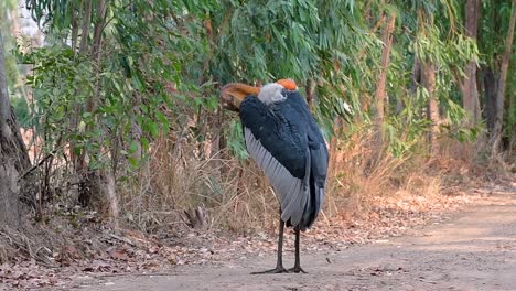 Un-Gran-Pájaro-De-La-Familia-De-Las-Cigüeñas-Común-En-El-Sur-De-Asia-Y-Ahora-En-Peligro-De-Extinción-Debido-A-La-Pérdida-De-Hábitat