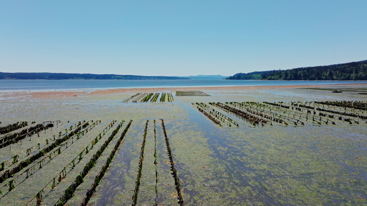 Drone view of oyster farming along Hood Canal on the Olympic Peninsula, showing aquaculture rows, calm coastal waters, and the natural Pacific Northwest shoreline.