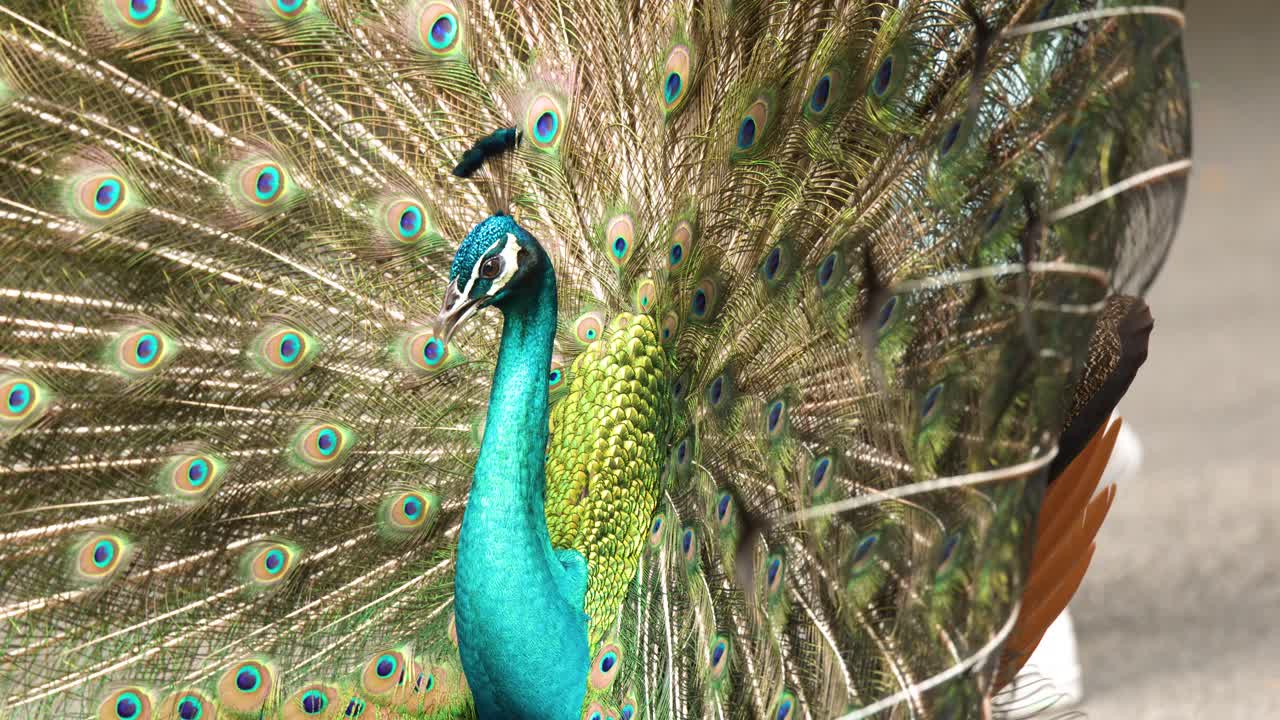 Um pavão macho realiza um ritual de cortejo com penas da cauda vibrantes e abertas em leque à luz do dia.