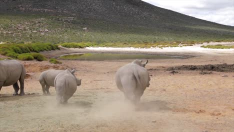 Rinocerontes-Corriendo-En-La-Reserva-De-Sudáfrica