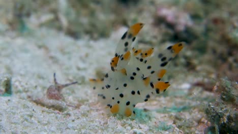 hermoso manchado thecacera pacifica nudibranch cerata se balancean en la corriente