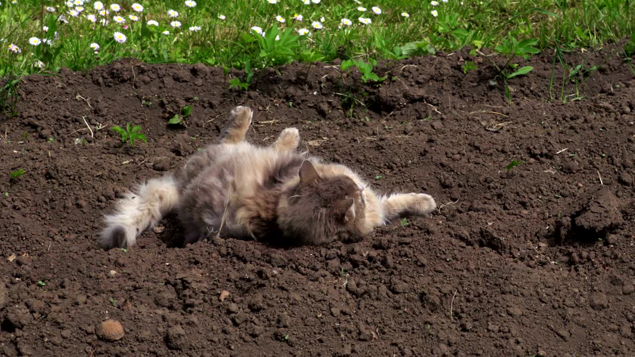 야외에서 에서 휴식을 취하는 고양이
