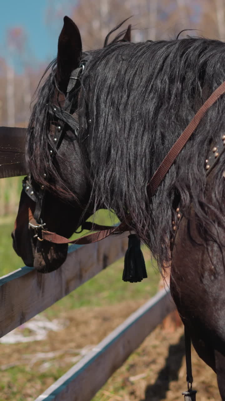 caballo castaño oscuro domesticado con silla decorada de época y melena larga se encuentra junto a la valla de madera en el rancho en cámara lenta. animal equino en el pasto de la granja en primer plano