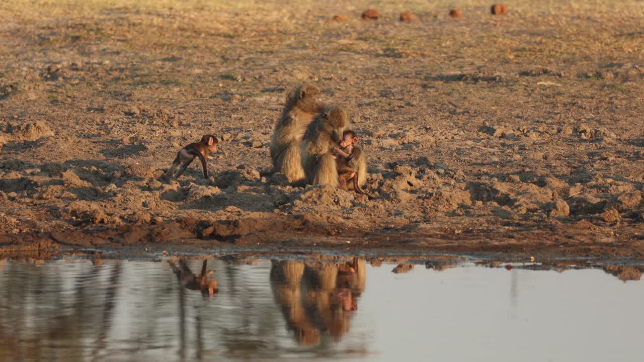 Baboon mothers nursing small babies beside water on a dry pan in Khwai, Botswana