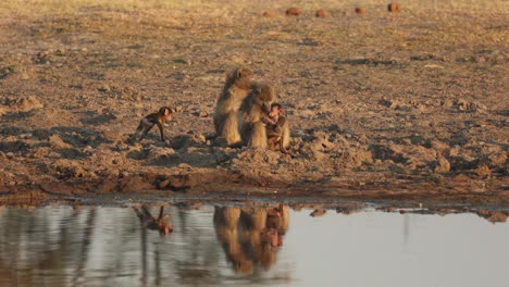 baboon mothers nursing small babies beside water on a dry pan in khwai, botswana