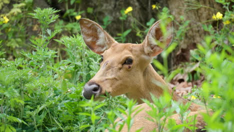 deer with scars on face lying in grassy bushes and looking at camera in animal enclosure at seoul grand park zoo in gwacheon, south korea