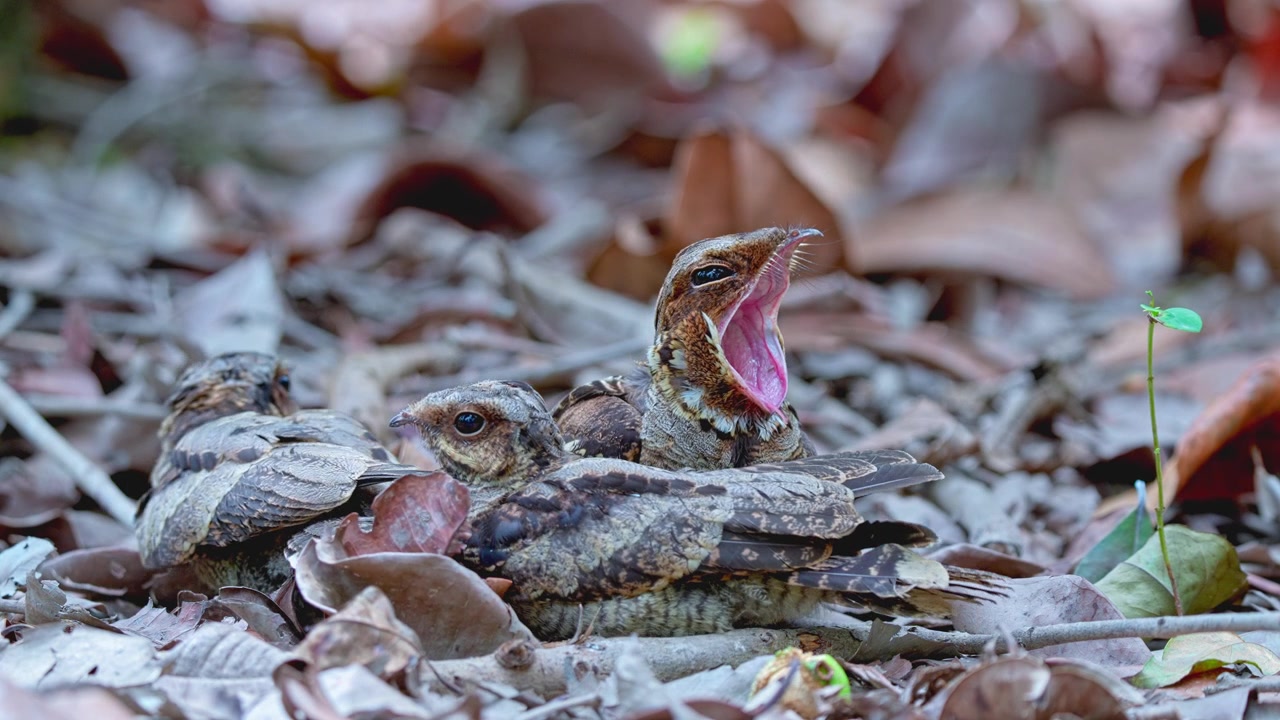 Large-tailed Nightjars (Caprimulgus macrurus) On The Forest Floor, Blending With Natural Habitat. Close-up Shot