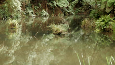 美麗的伊麗莎白湖位於奧特威山脈雨林國家公園,維多利亞澳洲