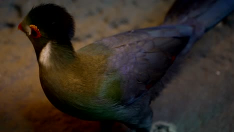 pájaro turaco verde con plumas brillantes y vibrantes