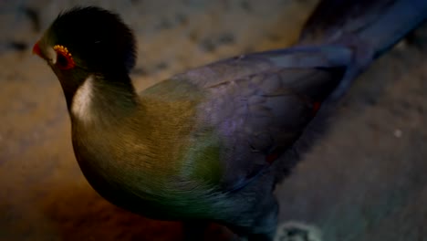 green turaco bird with vibrant shiny feathers