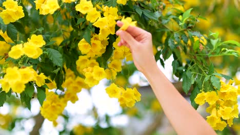 a hand gently picks yellow flowers from a tree