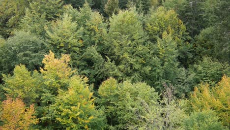 Bad-Wildbad,-Germany---Top-view-on-some-tree-tops-in-Bad-Wildbad-in-the-Black-Forest