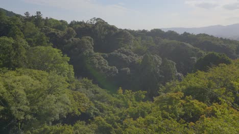 Schuss-Der-Blätter-über-Einem-Wald-Mit