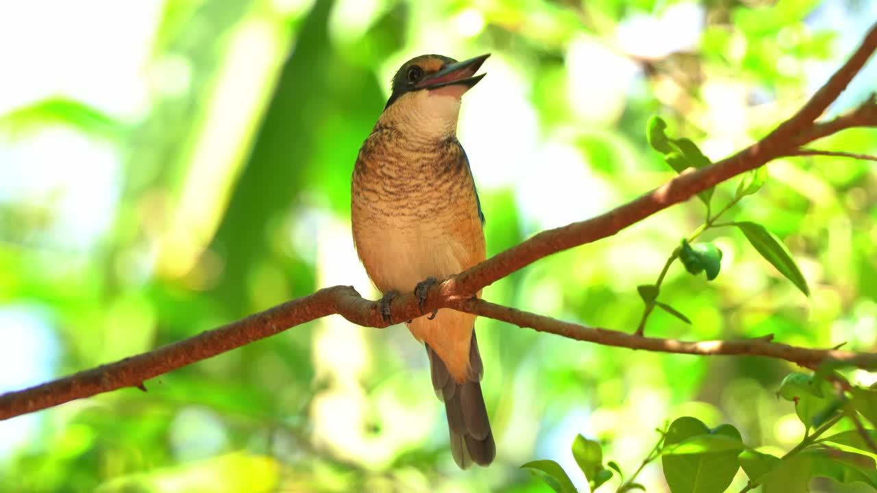 primer plano de un martín pescador sagrado azul, todiramphus sanctus visto en la naturaleza, posado en el árbol y preguntándose por el entorno que lo rodea en el bosque de manglares costeros