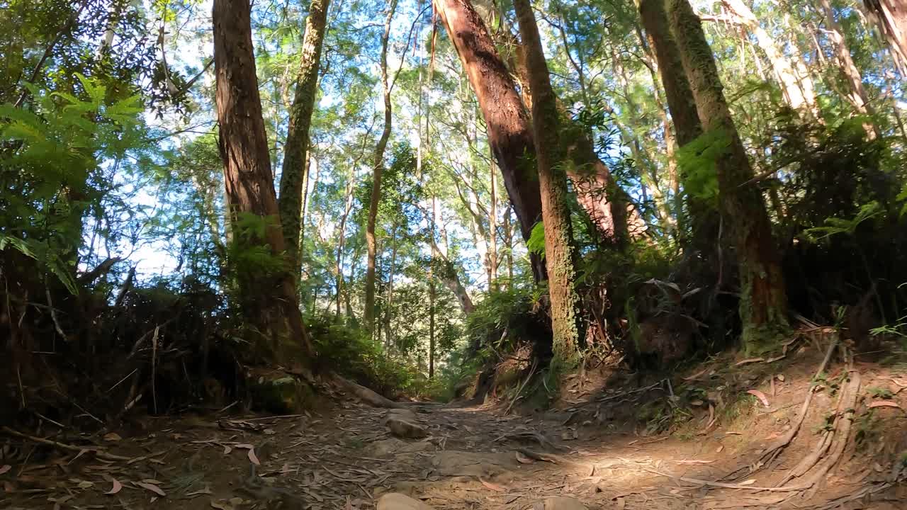 울창 한 숲 을 가로질러 조용 한 산책