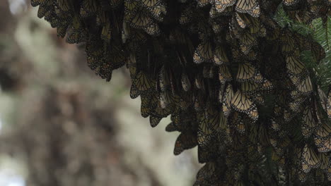 cientos de mariposas monarca colgando de un árbol en una reserva de mariposas en méxico