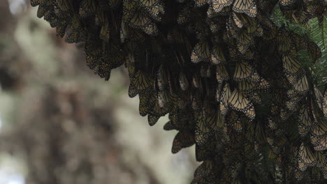 hundreds of monarch butterflies hanging from a tree in a butterfly reserve in mexico