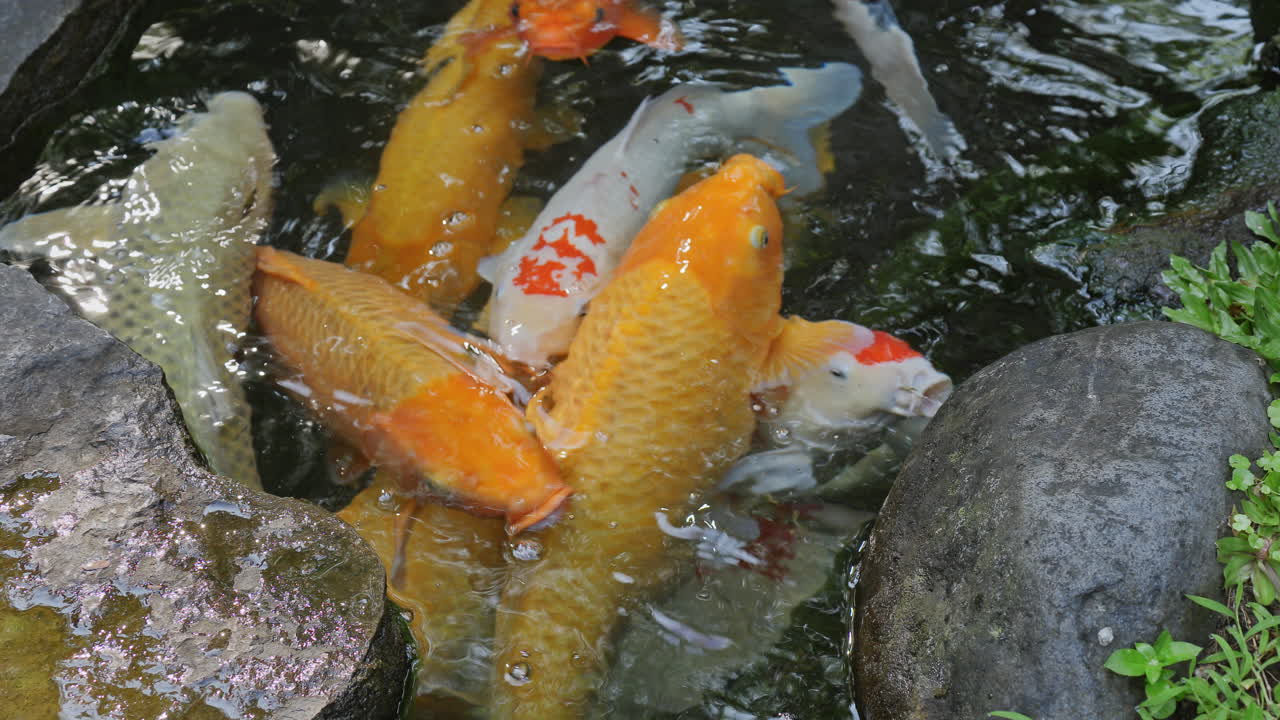 Koi carp in a pond in a tropical garden in bali