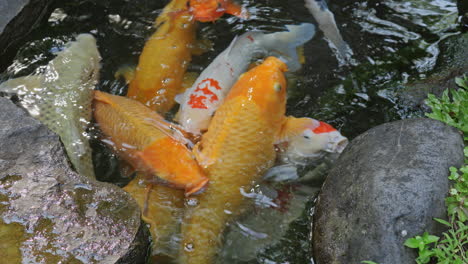 koi carp in a pond in a tropical garden in bali