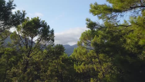 Slow-backwards-aerial-movement-between-the-forest-trees